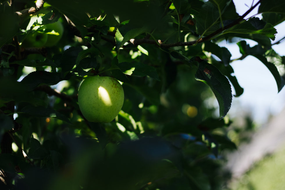 Eine Reise zur #BioApfel Ernte mit Zurück zum Ursprung